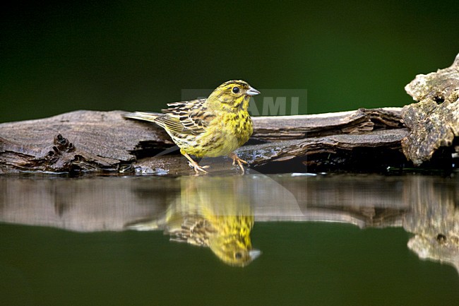 manual updated stock-image by Agami/Marc Guyt,