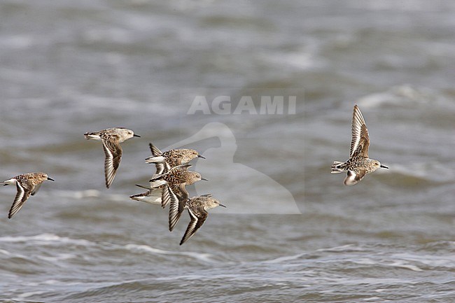 Drieteenstrandloper, Sanderling, Calidris alba stock-image by Agami/Arie Ouwerkerk,