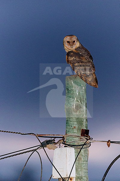Santiago, Cape Verde (Tyto alba detorta) stock-image by Agami/Saverio Gatto,