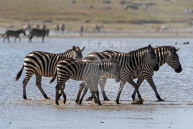 Burchell's Zebras, Equus Quagga Burchellii, walking in the Hidden Valley lake. Ndutu, Ngorongoro Conservation Area, Tanzania. stock-image by Agami/Sergio Pitamitz,