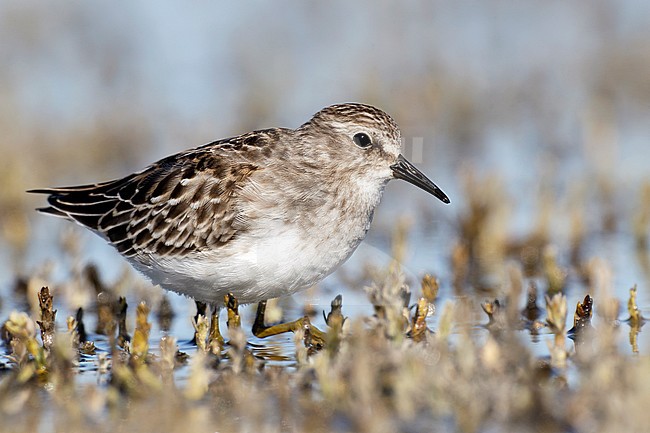 Adult non-breeding 
Ventura Co., CA
September 2010 stock-image by Agami/Brian E Small,