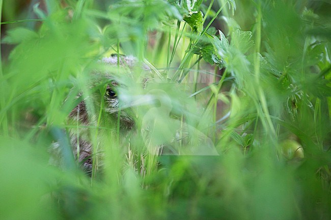 Little Owl (Athene noctua noctua) chick in Germany (Baden-Württemberg). Hiding in tall grass. stock-image by Agami/Ralph Martin,