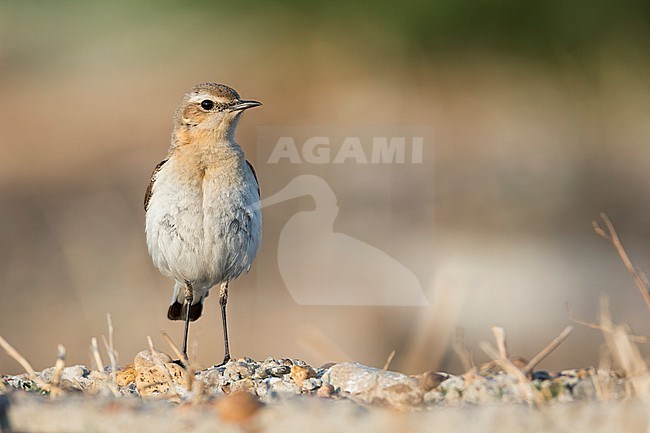 Northern Wheatear - Steinschmätzer - Oenanthe oenanthe oenanthe, Russia (Baikal), adult female stock-image by Agami/Ralph Martin,