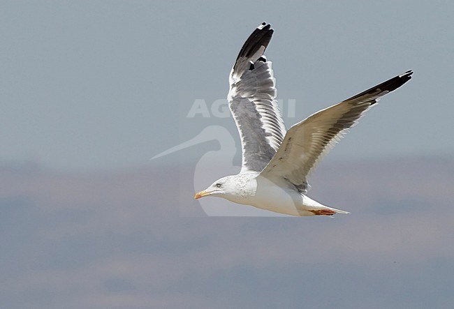 Heuglin's Gull (Larus heuglini), moulting (near) adult bird in flight in Finland stock-image by Agami/Tomi Muukkonen,