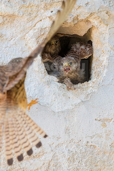 Lesser Kestrel (Falco naumanni), chicks at the entrance of the nest in a wall in Matera stock-image by Agami/Saverio Gatto,