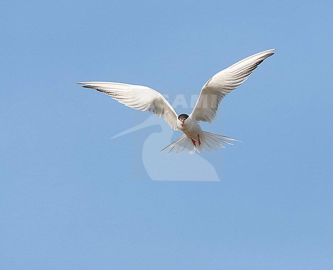 Adult Common Tern (Sterna hirundo) flying over saltpans near Skala Kalloni on the island of Lesvos, Greece. stock-image by Agami/Marc Guyt,