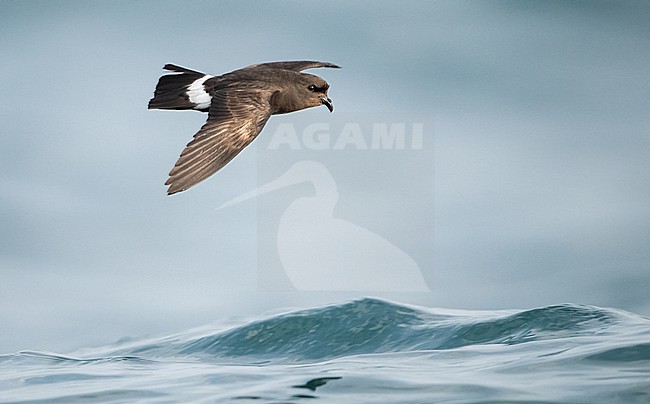 European Storm Petrel (Hydrobates pelagicus melitensis) of the Mediterranian subspecies. Sometimes considered as a seperate species. stock-image by Agami/Eduard Sangster,