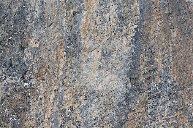 Adult Bearded Vulture (Gypaetus barbatus ssp. barbatus), in flight over the Alps in Switzerland, flying in front of a high and steep cliff. stock-image by Agami/Ralph Martin,