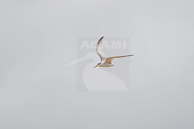 Immature (type) Yellow-billed tern, Sternula superciliaris, in flight on Trinidad island. stock-image by Agami/Pete Morris,