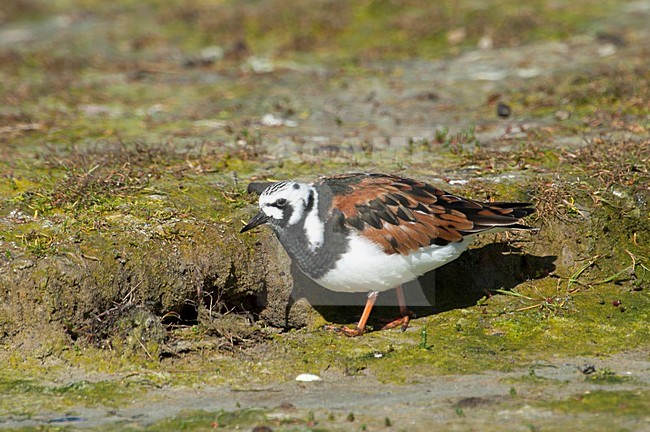 Adulte Steenloper, Ruddy Turnstone adult stock-image by Agami/Roy de Haas,