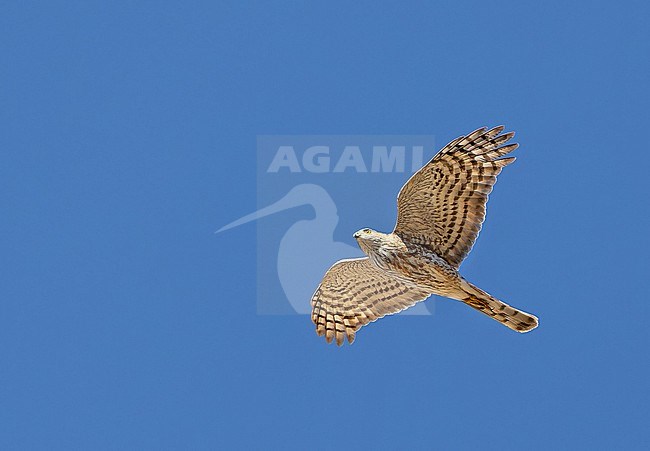 Wintering Cooper's Hawk, Accipiter cooperii, in Western Mexico. stock-image by Agami/Pete Morris,