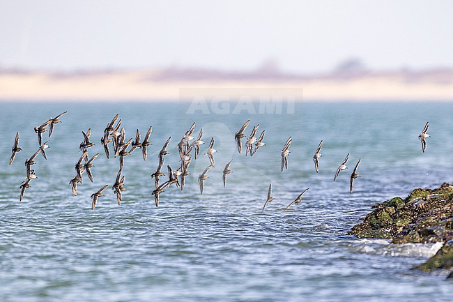  stock-image by Agami/Menno van Duijn,