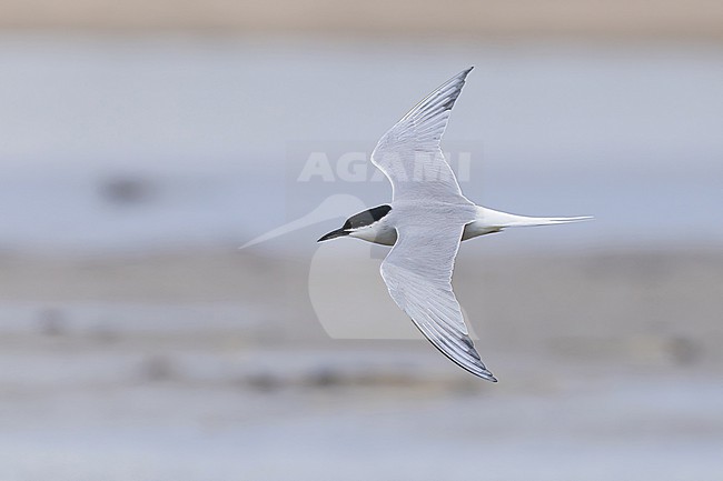 adult common tern (sterna hirundo) of subspecies longipennis, found at Buir Lake (Buir Nuur) in Dornod Aimag in Mongolia stock-image by Agami/Mathias Putze,