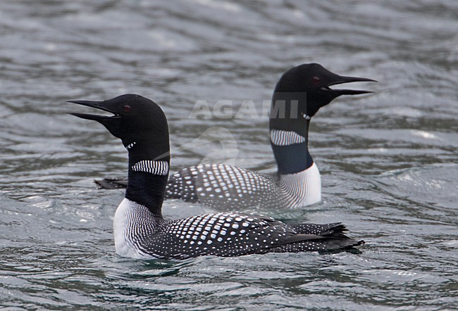 Great Northern Loon adult swimming; IJsduiker volwassen zwemmend stock-image by Agami/Markus Varesvuo,