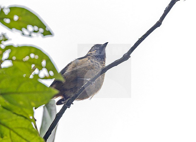 Green-naped Tanager (Tangara fucosa) in Panama. stock-image by Agami/Pete Morris,