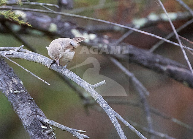 Western Olivaceous Warbler (Iduna opaca), also known as Isabelline Warbler, at Laguna Embalse de Bornos in southern Spain. stock-image by Agami/Marc Guyt,