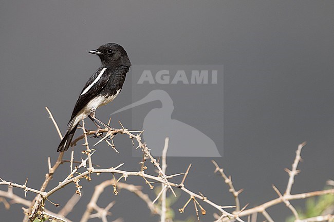 Pied Stonechat (Saxicola caprea rossorum), Tajikistan, adult male perched on a branch with blue background stock-image by Agami/Ralph Martin,
