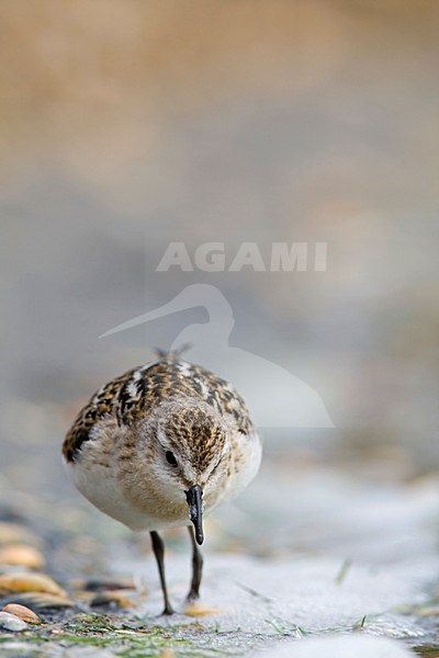 Kleine Strandloper onvolwassen Nederland, Little Stint immature Netherlands stock-image by Agami/Wil Leurs,