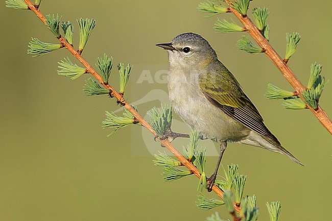 Tennessee Warbler (Vermivora perigrina) perched on a branch in Ontario, Canada stock-image by Agami/Glenn Bartley,