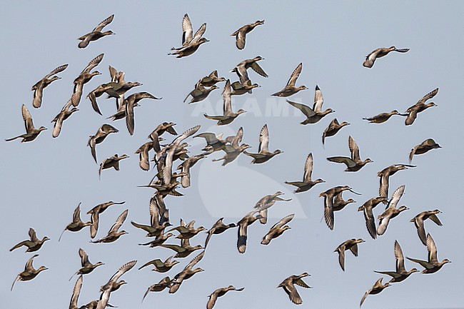  stock-image by Agami/Daniele Occhiato,