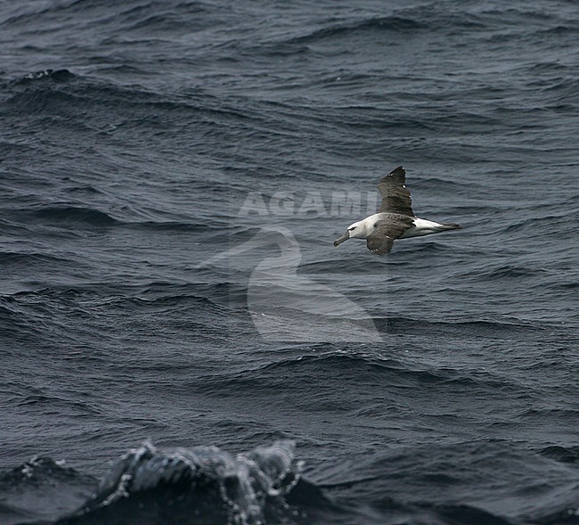 Immature Shy Albatross (Thalassarche cauta) flying low over the southern Atlantic ocean near Tristan da Cunha. stock-image by Agami/Marc Guyt,