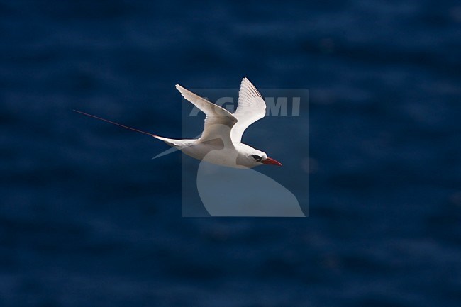 Roodstaartkeerkringvogel in de vlucht; Red-tailed Tropicbird in flight stock-image by Agami/Martijn Verdoes,