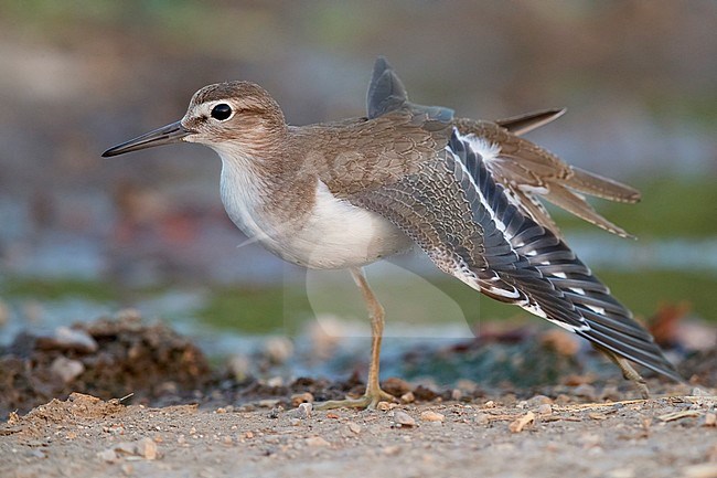 Common Sandpiper (Actitis hypoleucos), side view of a juvenile stratching its wings, Campania, Italy stock-image by Agami/Saverio Gatto,