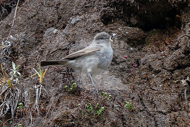 Cinereous Ground Tyrant (Muscisaxicola cinereus), carrying food for young, perched on a cliff face in the high Andes of Argentina stock-image by Agami/Andy & Gill Swash ,
