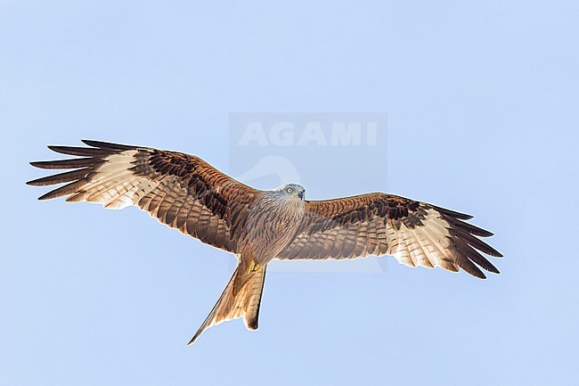 Red Kite (Milvus milvus) on Corsica in France. stock-image by Agami/Ralph Martin,