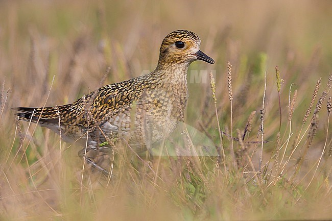 Golden Plover (Pluvialis apricaria) perched in the gras stock-image by Agami/Daniele Occhiato,