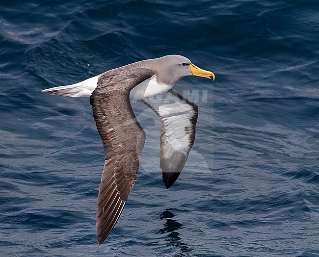 Adult Chatham Albatross (Thalassarche eremita) flying above the pacific ocean near the colony The Pyramid in the Chatham Islands. stock-image by Agami/Marc Guyt,