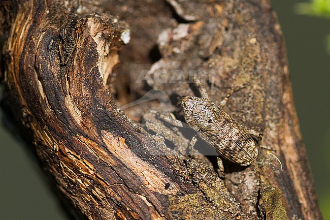 Gasterocercus depressirostris - Plattnasen-Holzrüssler, Germany (Baden-Württemberg), imago stock-image by Agami/Ralph Martin,