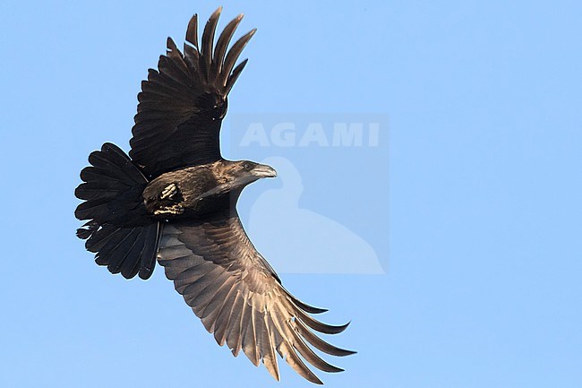 Raven (Corvux corax hispanus), single individual in flight stock-image by Agami/Saverio Gatto,