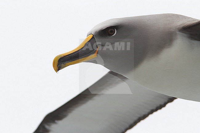 Close-up of a flying Buller's Albatross against a clear grey sky of the coast of Stewart Island, New Zealand. stock-image by Agami/Jacob Garvelink,