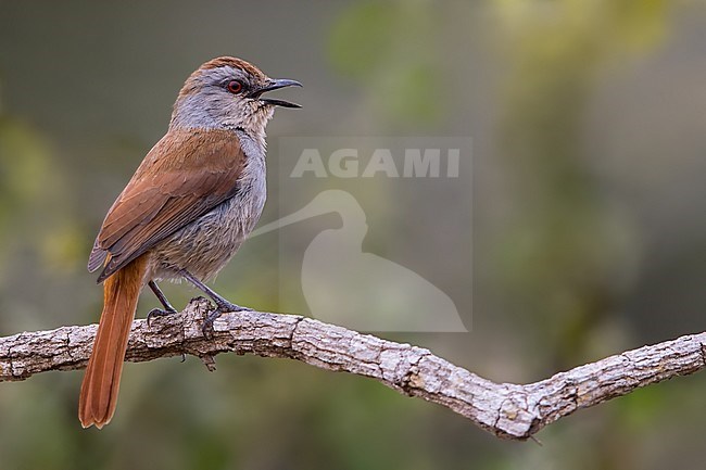 Singing male Rufous-tailed Palm Thrush (Cichladusa ruficauda) perched on a branch in Angola. Seen from the side. stock-image by Agami/Dubi Shapiro,
