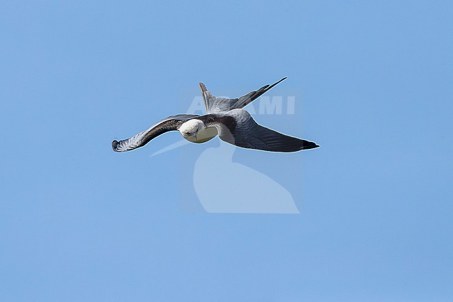 Adult Swallow-tailed Kite (Elanoides forficatus) soaring above São Jorge Island. stock-image by Agami/David Monticelli,