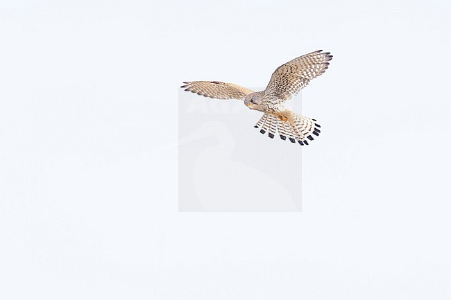 A male Common Kestrel (Falco tinnunculus) is seen from below hovering against a clear light grey sky showing its typical flight which we call 'bidden' (to prey) in Dutch. stock-image by Agami/Jacob Garvelink,