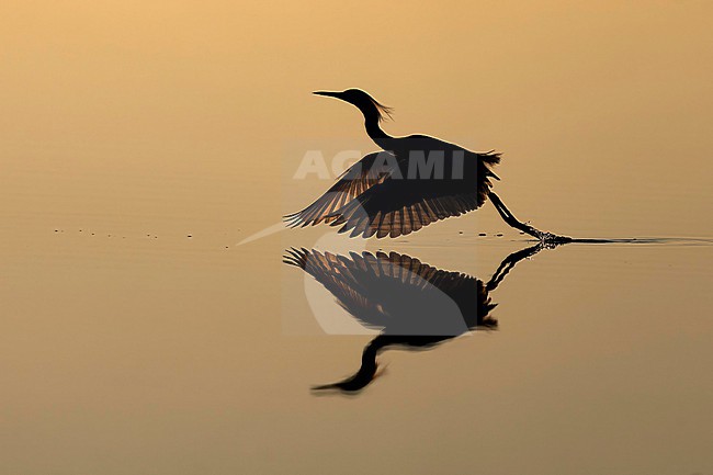 Snowy Egret (Egretta thula) hunting in morning light in Florida USA. stock-image by Agami/Marcel Burkhardt,