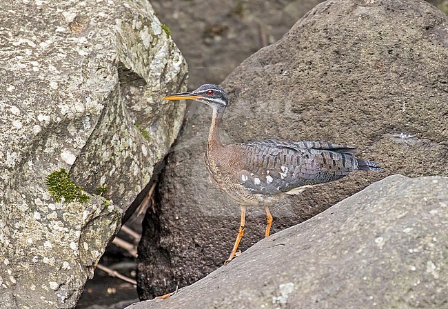 Sunbittern (Eurypyga helias) in Costa Rica. stock-image by Agami/Pete Morris,
