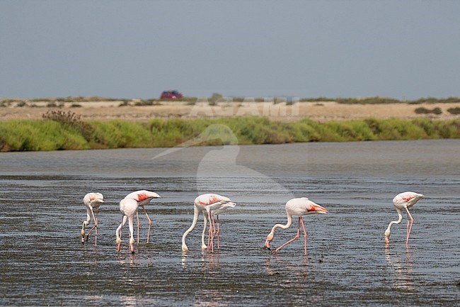 Group of Greater Flamingo’s (Phoenicopterus roseus) foraging along Mediterranean coast of southern France with red car in the background. stock-image by Agami/Arnold Meijer,