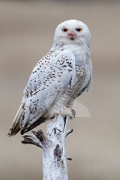 Adult 
Grays Harbor Co., WA
January 2013 stock-image by Agami/Brian E Small,