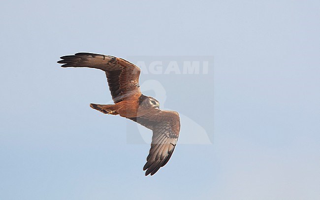 Juvenile Montagu's Harrier (Circus pygargus) in flight at Ballum, Southern Jutland, Denmark stock-image by Agami/Helge Sorensen,