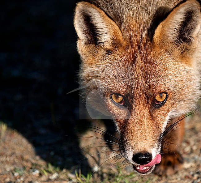 Jonge Vos op de pier van IJmuiden, Red Fox young at jetty of IJmuiden stock-image by Agami/Marten van Dijl,