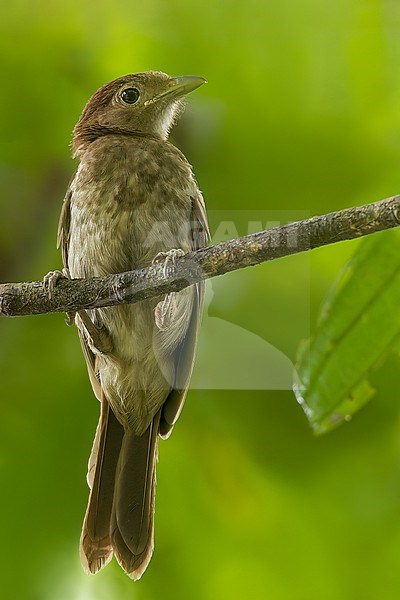 White-bellied Pitohui (Pseudorectes incertus) Perched on a branch in Papua New Guinea stock-image by Agami/Dubi Shapiro,