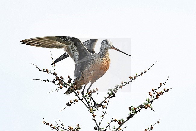 The Hudsonian Godwit is the rarest of the only four godwit species in the world. It breeds in only a few places at the North American arctic. It favors low marshy taiga habitat. It is an impressive migrant as it winters at the pampas of Argentina. stock-image by Agami/Eduard Sangster,