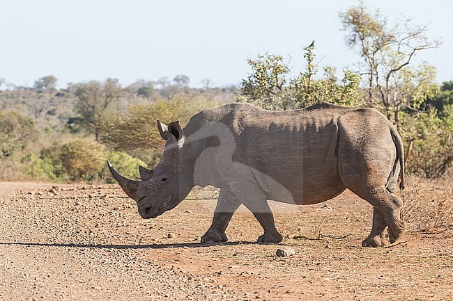 Southern White rhinoceros, Ceratotherium simum, in South Africa. stock-image by Agami/Pete Morris,