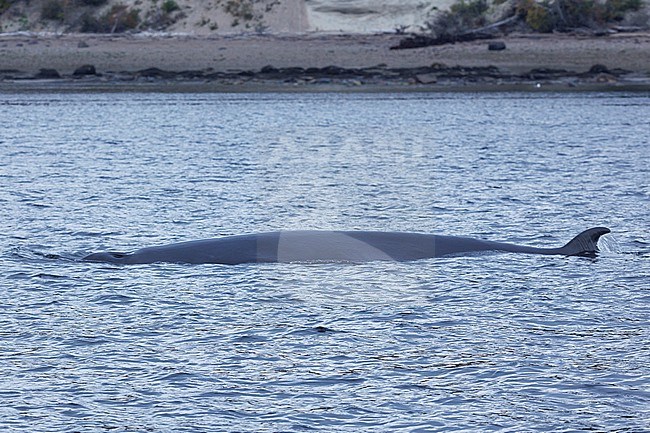 Minke Whale (Balaenoptera acutorostrata) taken the 19/09/2024 at Tadoussac - Canada. stock-image by Agami/Nicolas Bastide,