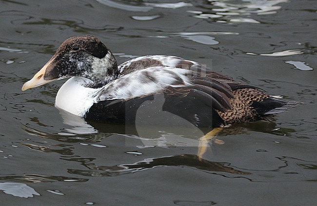 Pacific Eider (Somateria mollissima ssp v-nigrum), first winter male swimming in captivity, seen from the side. stock-image by Agami/Fred Visscher,