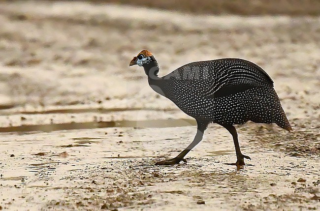 The wild population of Helmeted Guineafowl (Numida meleagris) in the extreme south of Saudi Arabia is rare and of a yet undescribed taxon. It's range is very limited and only 1500 birds remain. stock-image by Agami/Eduard Sangster,