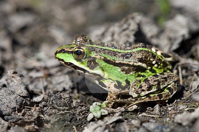Bastaardkikker Nationaal Park Dwingelderveld, national Park Dwingelderveld Edible Frog stock-image by Agami/Arnold Meijer,
